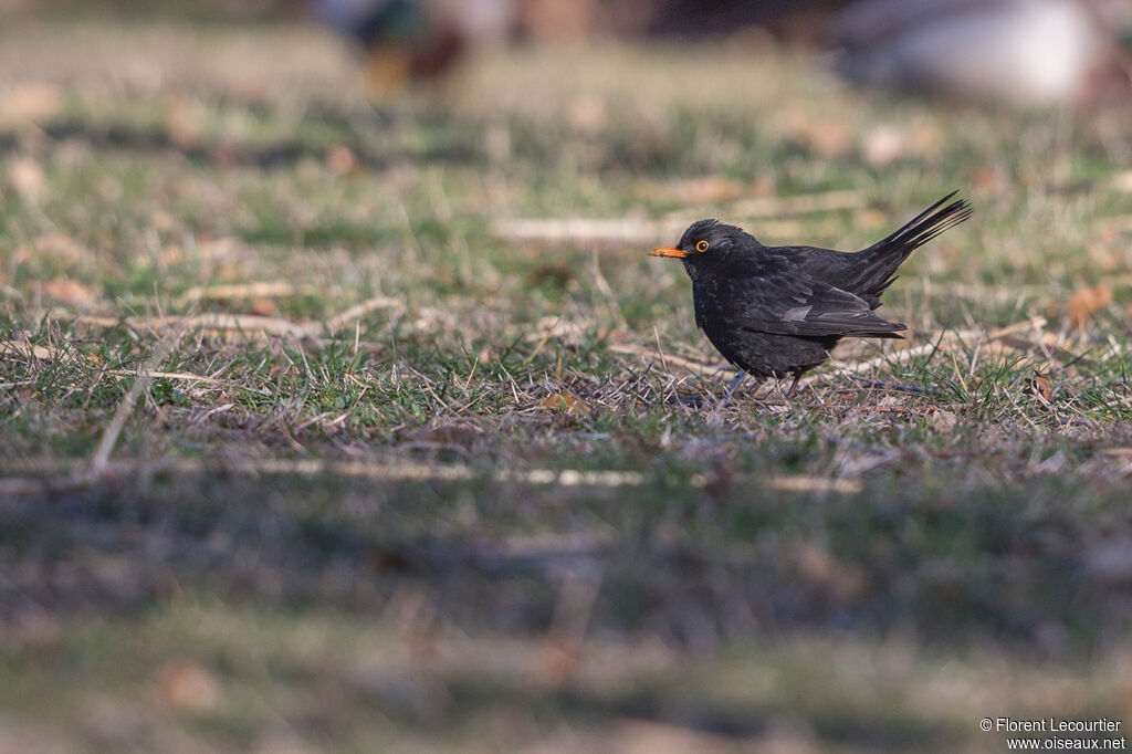 Common Blackbird male adult