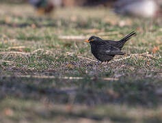 Common Blackbird