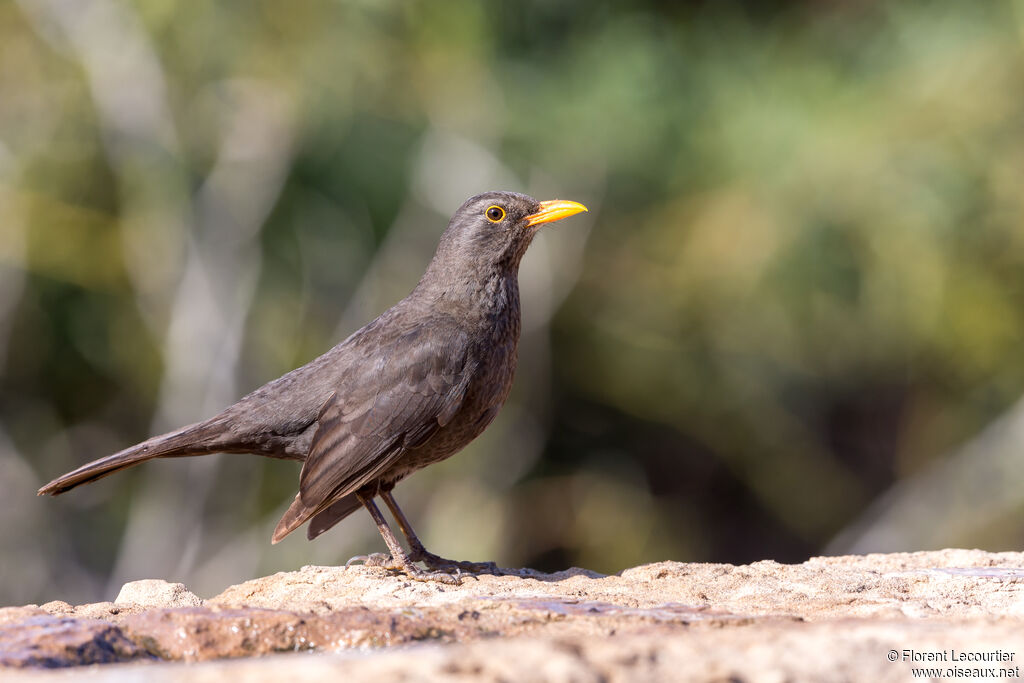 Common Blackbird