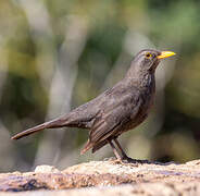 Common Blackbird