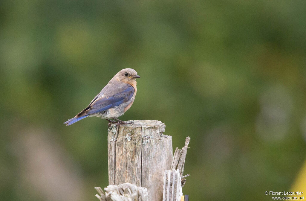 Eastern Bluebird