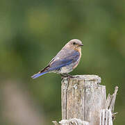 Eastern Bluebird