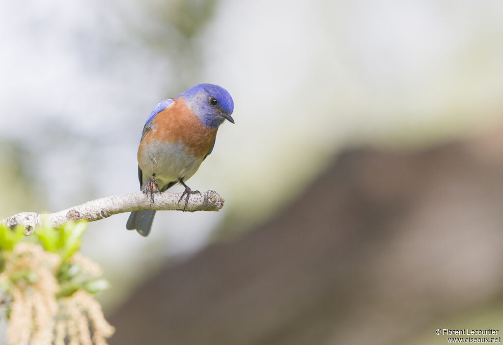 Western Bluebirdadult breeding