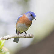 Western Bluebird