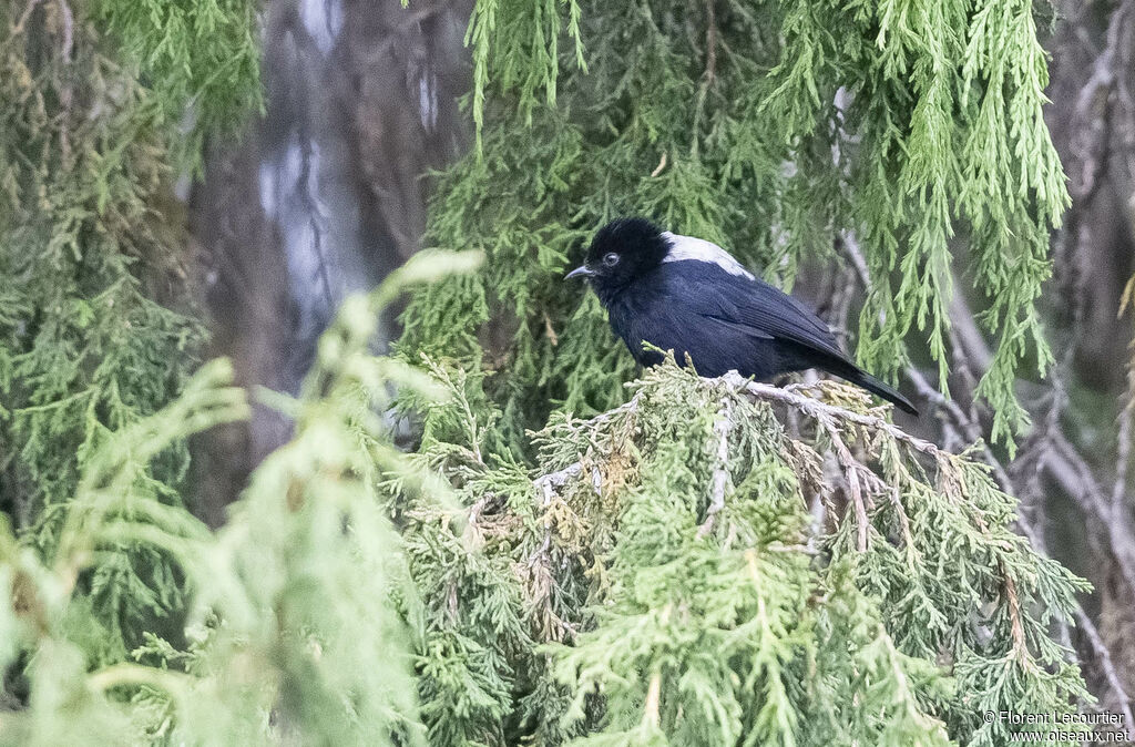 White-backed Black Tit