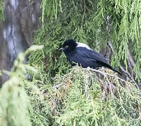 White-backed Black Tit