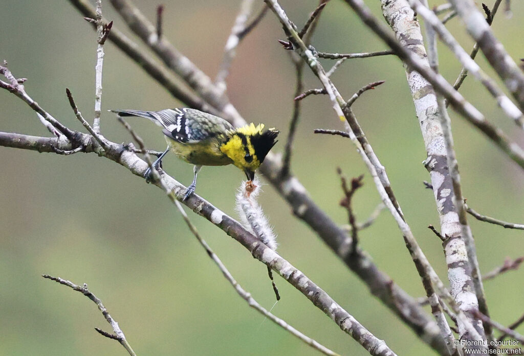 Mésange à dos tacheté