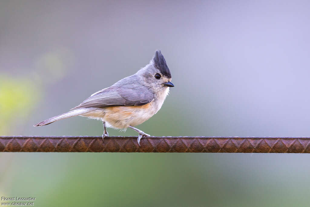 Mésange à plumet noiradulte nuptial