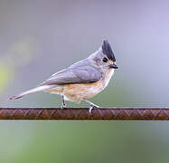 Black-crested Titmouse