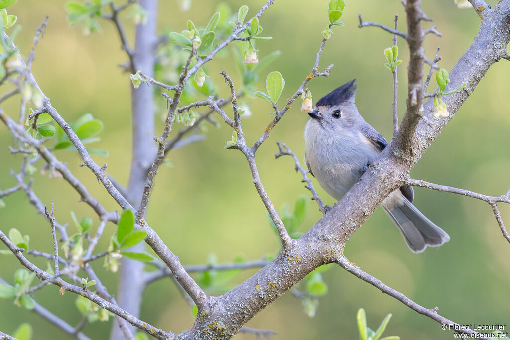 Mésange à plumet noiradulte nuptial