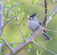 Black-crested Titmouse