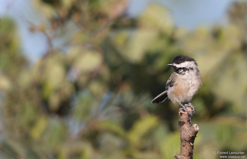 Mésange à tête noire