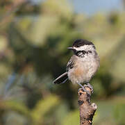 Black-capped Chickadee