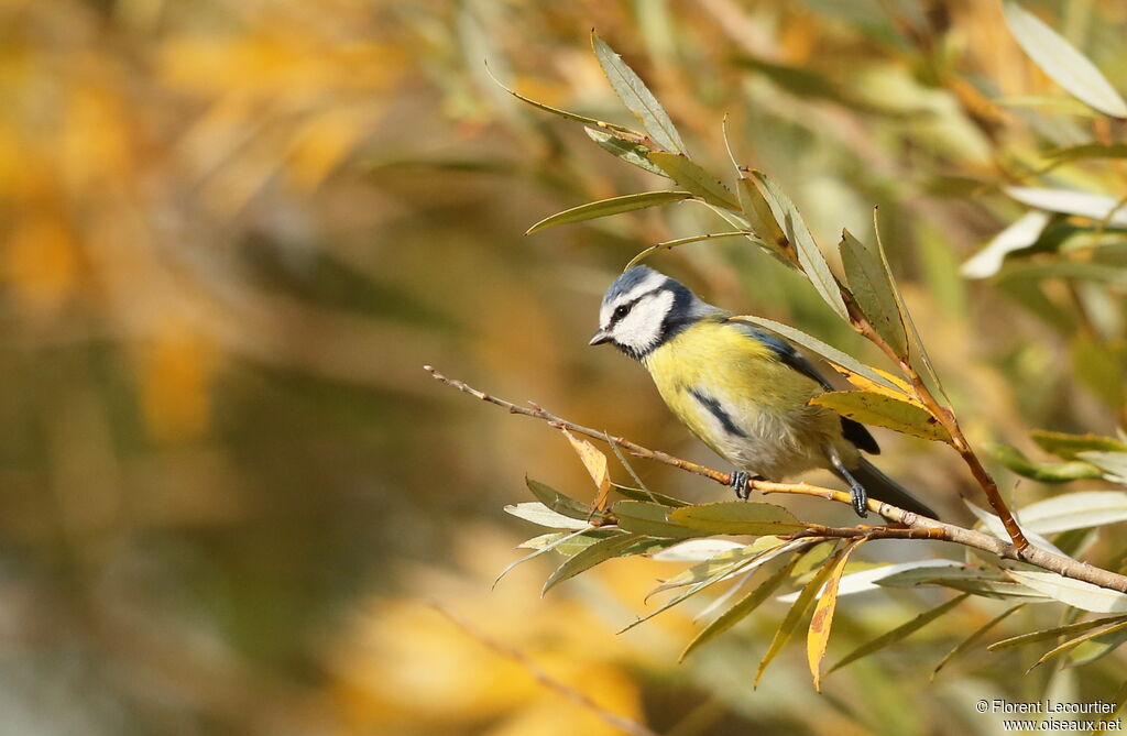 Mésange bleue