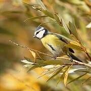 Eurasian Blue Tit