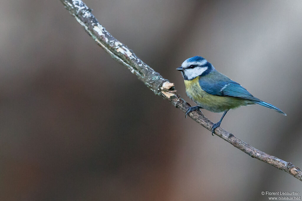 Mésange bleue