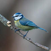 Eurasian Blue Tit