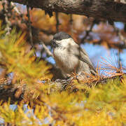 Willow Tit