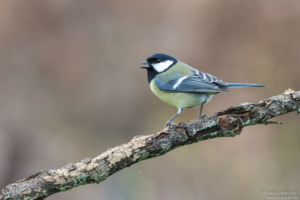 Mésange charbonnièreadulte nuptial