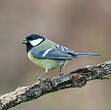 Mésange charbonnière