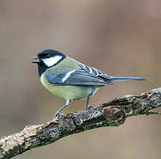 Great Tit