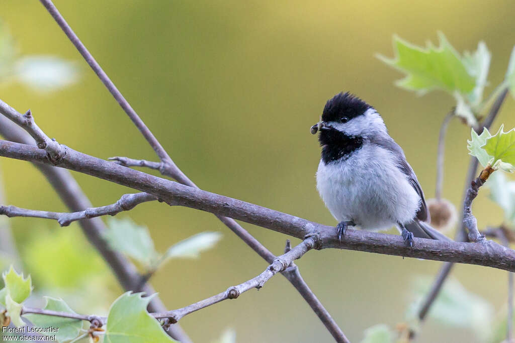 Carolina Chickadeeadult breeding