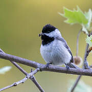 Carolina Chickadee