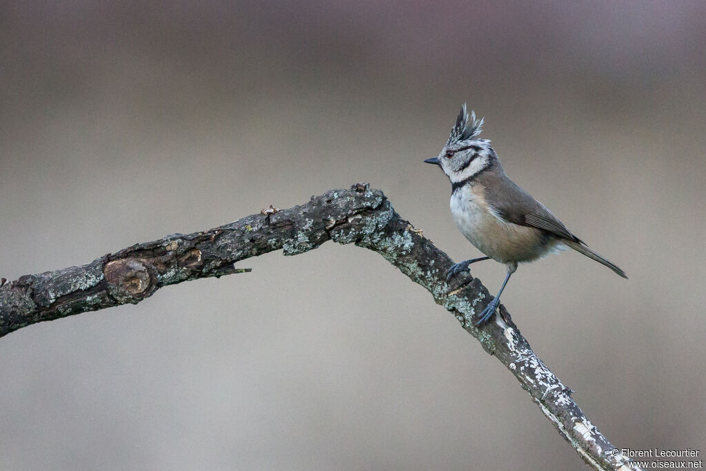 European Crested Titadult breeding