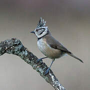 European Crested Tit