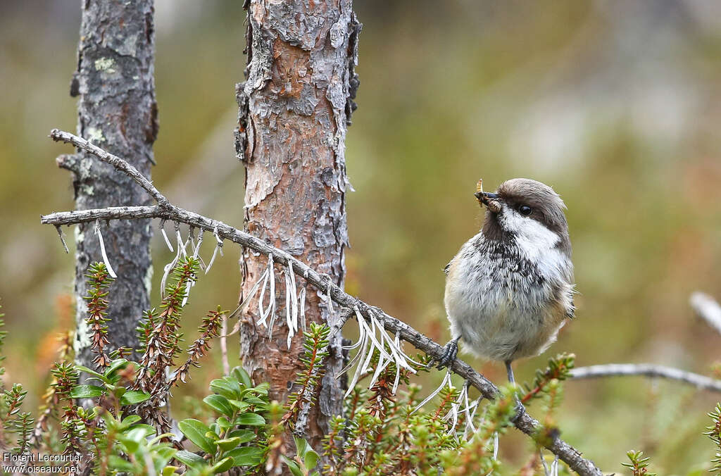 Mésange laponeadulte, habitat, pigmentation, régime