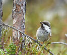 Mésange lapone