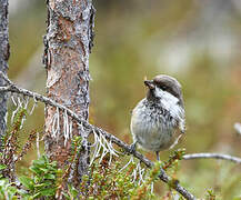 Grey-headed Chickadee