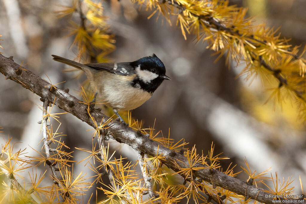 Coal Tit