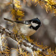 Coal Tit