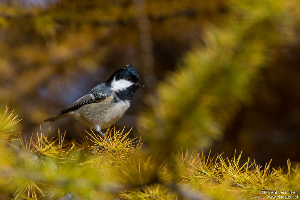 Coal Tit