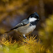 Coal Tit