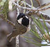 Mésange noire