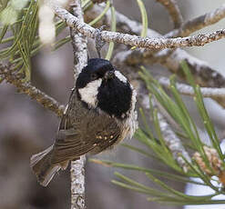 Mésange noire