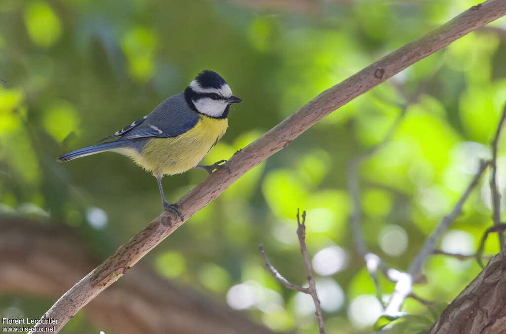 African Blue Titadult, identification