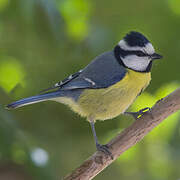 African Blue Tit