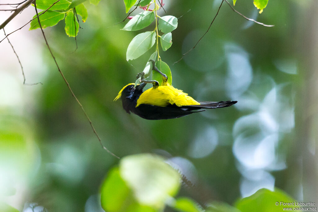 Mésange sultane
