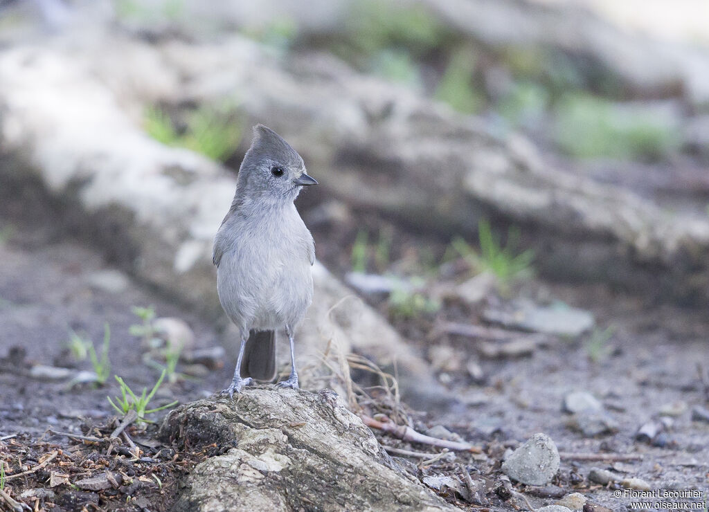 Oak Titmouse