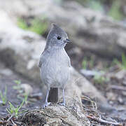 Oak Titmouse