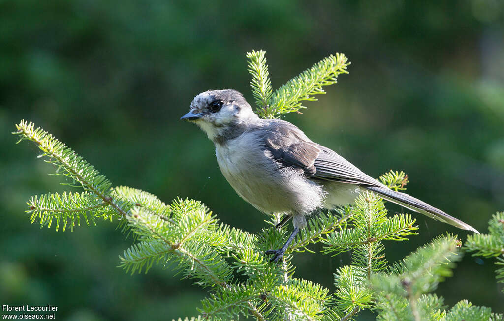 Grey Jay