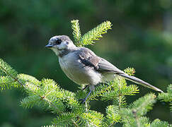 Grey Jay