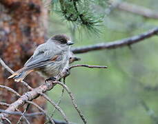 Siberian Jay