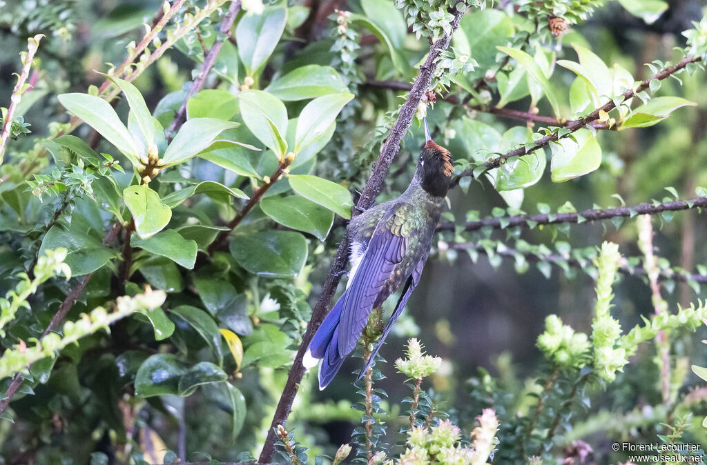 Rainbow-bearded Thornbill