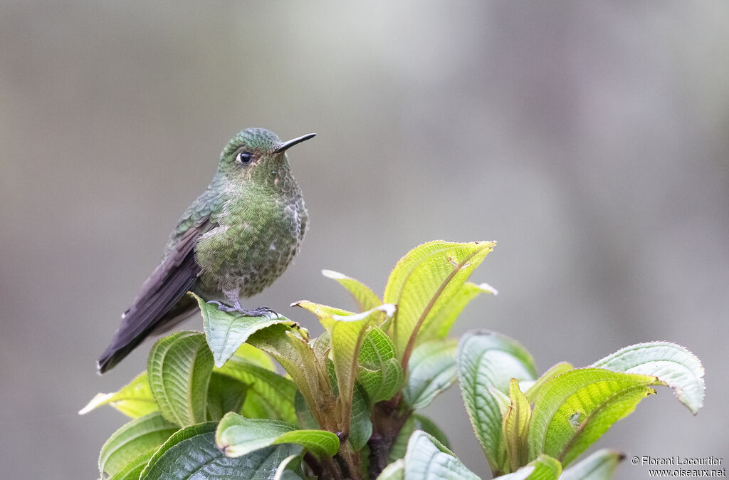 Viridian Metaltail female