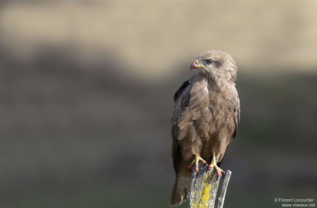 Yellow-billed Kite