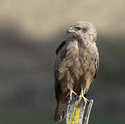 Yellow-billed Kite